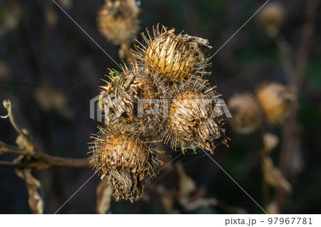 Image of Burdock plant with ripe seed heads