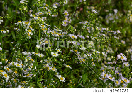 Erigeron annuus known as annual fleabane, daisy fleabane, or eastern daisy fleabane 97967787