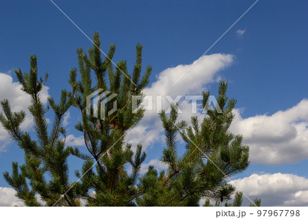 Pine trees, close-up view on the background of the sky with clouds on a summer day Pine trees, close-up view on the background of the sky with clouds on a summer day 97967798