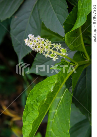 Close up flowering Indian pokeweed Phytolacca acinosa, family Phytolaccaceae. Spring, May, Dutch garden Close up flowering Indian pokeweed Phytolacca acinosa, family Phytolaccaceae. Spring, May, Dutch garden 97967861