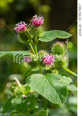 Pink flowers of prickles of a burdock. Medicinal plant. Herbal. Weed growing everywhere. Blossoming burdocks Pink flowers of prickles of a burdock. Medicinal plant. Herbal. Weed growing everywhere. Blossoming burdocks 97967867