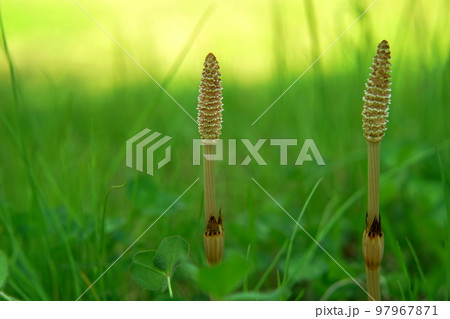 土筆が二本の野原 97967871