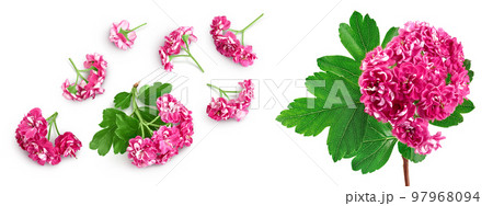flower of hawthorn isolated on white background. Crataegus Pauls Scarlet. Top view. Flat lay flower of hawthorn isolated on white background. Crataegus Pauls Scarlet. Top view. Flat lay 97968094