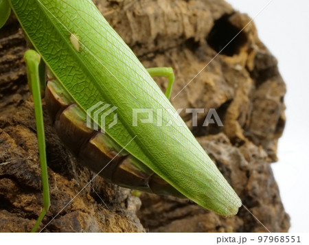 折り畳まれたカマキリの翅 97968551