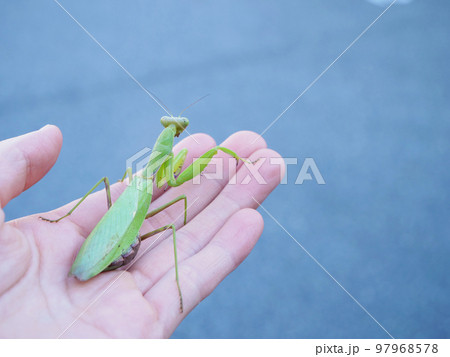 掌に乗ったカマキリの写真素材 [97968578] - PIXTA