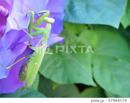紫の朝顔に掴まるカマキリ 97968579