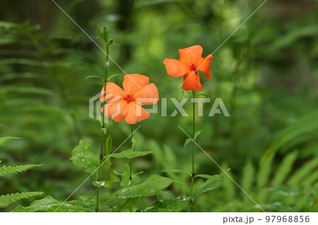 フシグロセンノウ 山野草 オレンジ色の花 緑の自然背景 フシグロセンノウ 山野草 オレンジ色の花 緑の自然背景 97968856