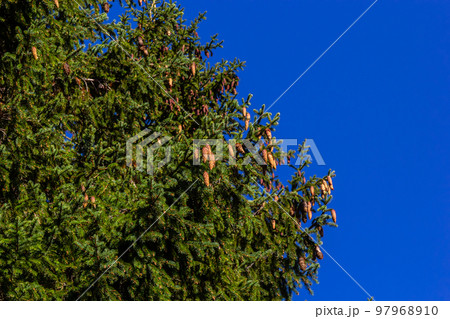 Branches with cones European spruce Picea abies on a background of blue sky 97968910