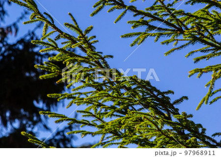Branches with cones European spruce Picea abies on a background of blue sky 97968911