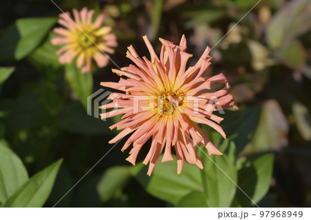 Salmon colored zinnia 97968949