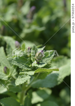 Balcan clary Ostfriesland 97968954