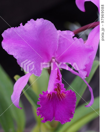 カトレア・トリアナエ ルブラ Cattleya trianaei f. rubra カトレアの原種 カトレア・トリアナエ ルブラ Cattleya trianaei f. rubra カトレアの原種 97969088