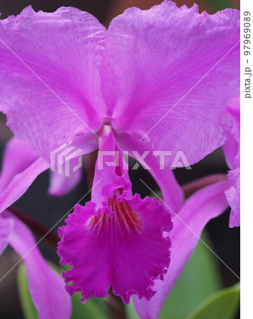 カトレア・トリアナエ ルブラ Cattleya trianaei f. rubra カトレアの原種 カトレア・トリアナエ ルブラ Cattleya trianaei f. rubra カトレアの原種 97969089