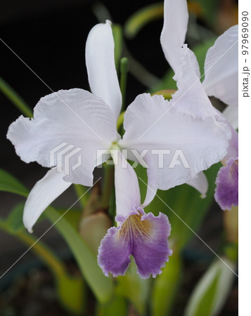 カトレア・トリアナエ　セルレア　Cattleya trianaei f. coerulea 　原種 97969090
