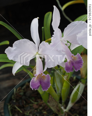 カトレア・トリアナエ　セルレア　Cattleya trianaei f. coerulea　原種  97969091