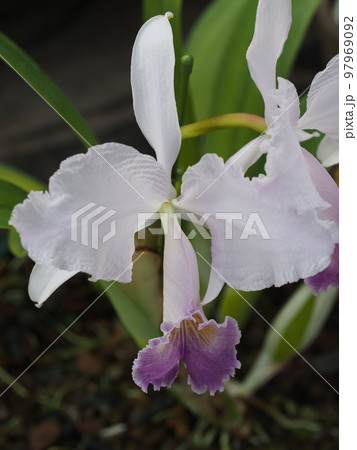 カトレア・トリアナエ セルレア Cattleya trianaei f. coerulea 原種 カトレア・トリアナエ セルレア Cattleya trianaei f. coerulea 原種 97969092