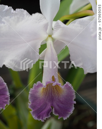 カトレア・トリアナエ セルレア Cattleya trianaei f. coerulea 原種 カトレア・トリアナエ セルレア Cattleya trianaei f. coerulea 原種 97969093