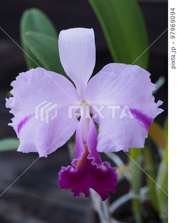 カトレア・トリアナエ Cattleya trianaei カトレアの原種 カトレア・トリアナエ Cattleya trianaei カトレアの原種 97969094