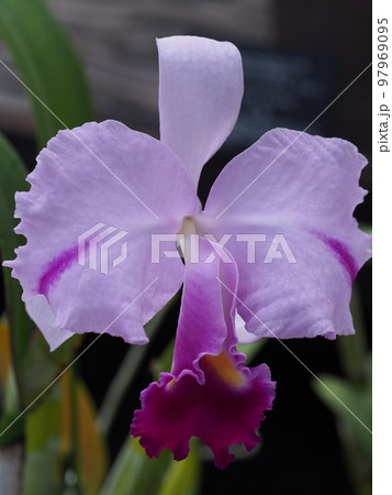 カトレア・トリアナエ Cattleya trianaei カトレアの原種 カトレア・トリアナエ Cattleya trianaei カトレアの原種 97969095