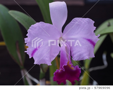 カトレア・トリアナエ　Cattleya trianaei　カトレアの原種 97969096