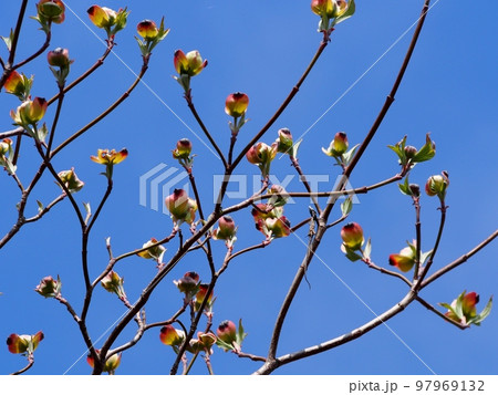 ハナミズキの蕾 ハナミズキの蕾 97969132