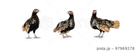 isolated 3 dark Gold SeBright Chicken in the row on the white background in studiolight 97969278