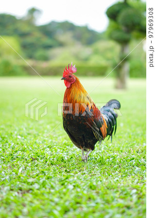 Asian Rooster Bantam cock chick red, orange black and brown colour on it at the wide grass outdoor field. 97969308