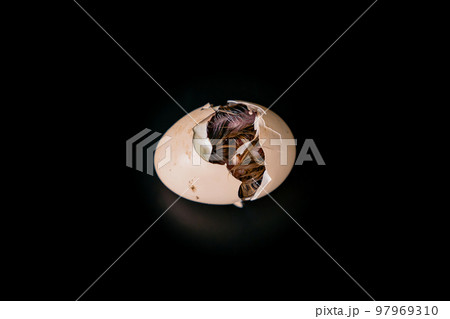 Isolated the little chick is hatching from inside the egg, black background., Clipping Paths. Isolated the little chick is hatching from inside the egg, black background., Clipping Paths. 97969310