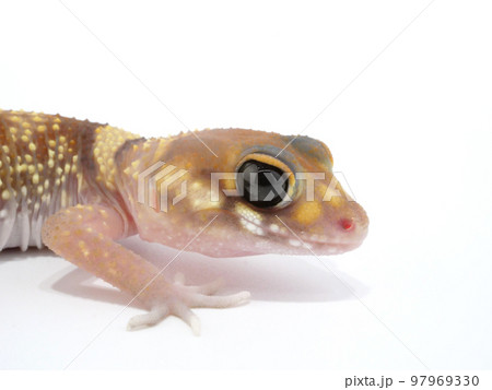 くりくりお目目のナキツギオヤモリ 97969330