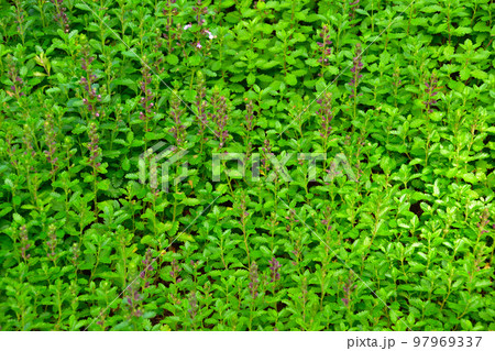 ウォールジャーマンダー 97969337