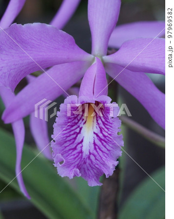 カトレア・マキシマ Cattleya maxima カトレアの原種 カトレア・マキシマ Cattleya maxima カトレアの原種 97969582