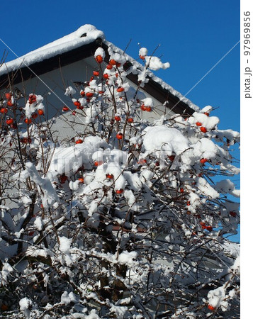 実をつけた柿の木に積もった雪と小鳥たち(高知市の冬の朝 '22) 実をつけた柿の木に積もった雪と小鳥たち(高知市の冬の朝 '22) 97969856