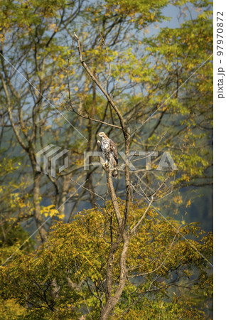 changeable or crested hawk eagle or nisaetus cirrhatus perched on tree in natural scenic view or frame in background at dhikala zone of jim corbett national park or forest reserve uttarakhand india 97970872