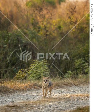 golden jackal or Canis aureus walking head on forest track in morning safari at dhikala zone of jim corbett national park or forest uttarakhand india asia 97970873