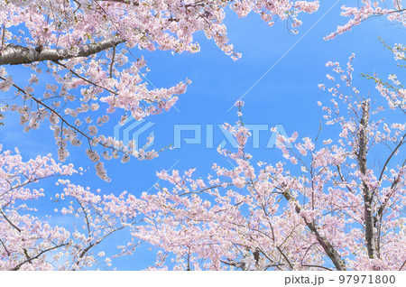 桜と青空のフレーム 桜と青空のフレーム 97971800