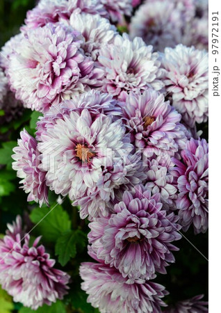 秋咲きのキク（洋菊）ポットマム 97972191