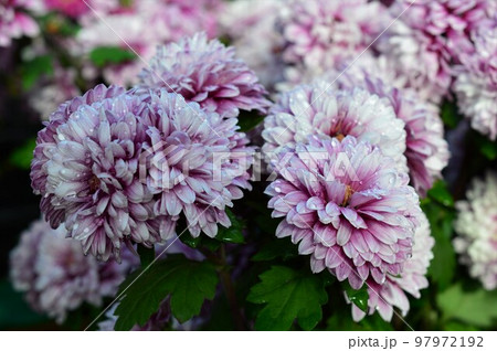 秋咲きのキク（洋菊）ポットマム 97972192