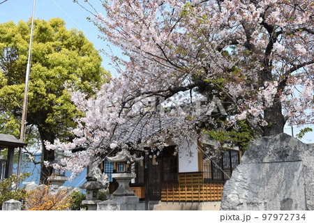 春の曽根天疫神社 春の曽根天疫神社 97972734