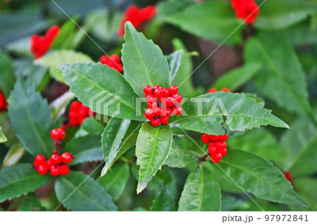 赤いセンリョウの実（冬、十二月） 97972841