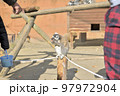 ワオキツネザル 97972904