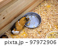 モルモット 97972906