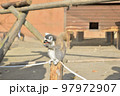 ワオキツネザル 97972907