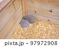 ハリネズミ 97972908