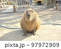 カピバラ 97972909