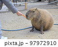カピバラ 97972910