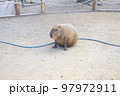 カピバラ 97972911