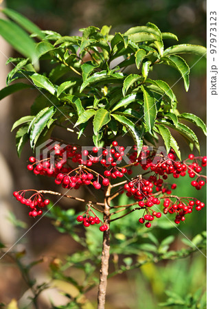 赤いマンリョウの実（冬、十二月） 97973123