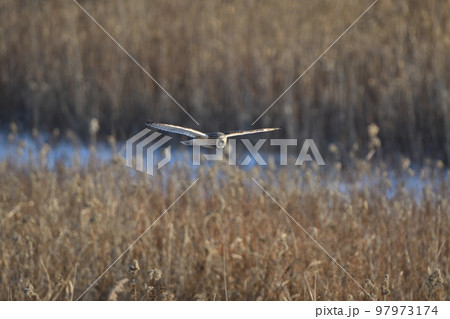 北海道の冬の草原を飛行するコミミズク 97973174