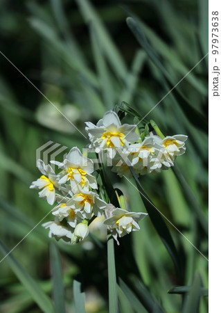香り漂う冬の花 香り漂う冬の花 97973638