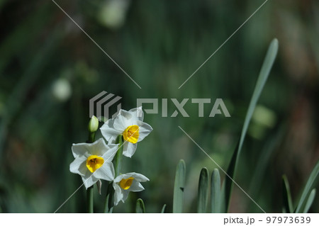 香り漂う冬の花 97973639